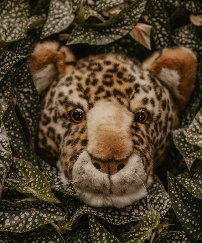 Wild & Soft  - Charlie The Leopard